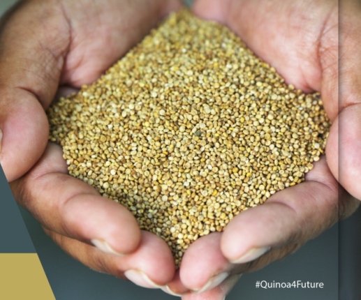 What is the future of Quinoa?